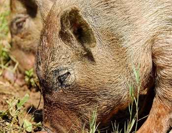 Société de Chasse